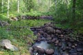 A small pond in a forest