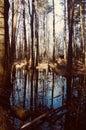 Small pond in woods reflecting blue sky, water, fairie fairy pond