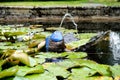 The small pond fountain in the form of a fish Royalty Free Stock Photo
