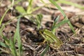 Small pond frog sits on the ground between blades of grass Royalty Free Stock Photo