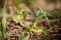 Small pond frog sits on the ground between blades of grass Royalty Free Stock Photo
