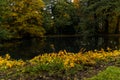 Small pond full of autumn leaves in Oliwski park Royalty Free Stock Photo