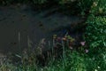 small pond with green and purple-pink water lilies, grass around. Calm and tranquility. Summer sun