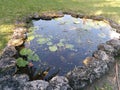 Small pond with lilypads growing in it