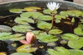 a lotus flower in a small pond made of drum can Royalty Free Stock Photo