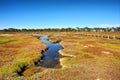 Small pond in mangrove marshland