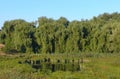 A small pond in the middle of a forest zone with tall branched g