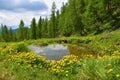 Small pond on a mountain meadow and yellow marsh-marigold (Caltha palustris) flowers Royalty Free Stock Photo