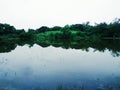 A small pond near Mumbai Sahar Arpot is a beautiful sight Royalty Free Stock Photo