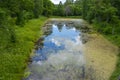 A small pond, overgrown with mud, surrounded by green forest Royalty Free Stock Photo