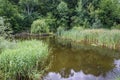 Small pond in Romania Royalty Free Stock Photo