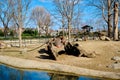 Small pond and sky background together with groups of Hamadryas baboon Royalty Free Stock Photo