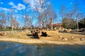 Small pond and sky background together with groups of Hamadryas baboon Royalty Free Stock Photo