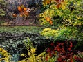 A small pond surrounded by trees and reeds in a city park area Royalty Free Stock Photo