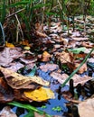 A small pond surrounded by trees and reeds in a city park area Royalty Free Stock Photo