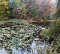 A small pond surrounded by trees and reeds in a city park area Royalty Free Stock Photo
