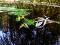 A small pond surrounded by trees and reeds in a city park area Royalty Free Stock Photo