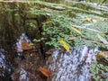 A small pond surrounded by trees and reeds in a city park area Royalty Free Stock Photo