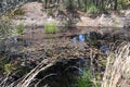 Dark Water Lily Pad Pond