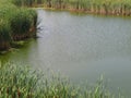 Small pond of water with bulrushes. Royalty Free Stock Photo