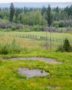 A small pond with water in the field, the road along the fence in the Yakut spruce forest.