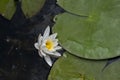 Small pond with water lillys Royalty Free Stock Photo