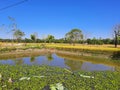 A SMALL POND,POND WEEDS FLOATING, REFLECTION, CLEAR BLUE SKY,SUNNY DAY,CORN FIELDS Royalty Free Stock Photo