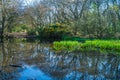 Small pond in the woods in the springtime