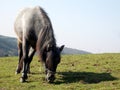 Small pony eating grass