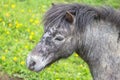 Small pony in a field Royalty Free Stock Photo