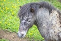 Small pony in a field Royalty Free Stock Photo