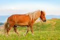 Small pony horse (Equus ferus caballus)