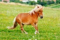 Small pony horse (Equus ferus caballus) Royalty Free Stock Photo