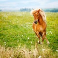 Small pony horse (Equus ferus caballus)