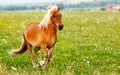 Small pony horse (Equus ferus caballus) Royalty Free Stock Photo