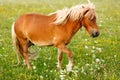 Small pony horse (Equus ferus caballus) Royalty Free Stock Photo