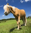 Small pony horse outdoor Royalty Free Stock Photo