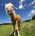 Small pony horse outdoor Royalty Free Stock Photo