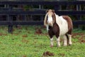 Small Pony horse Royalty Free Stock Photo