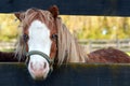 Small Pony horse portrait Royalty Free Stock Photo