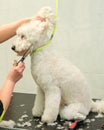 Dog having haircut with scissors