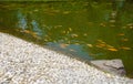 A small pool with yellow fish on the surface with rock stone on side with green water color - photo Royalty Free Stock Photo