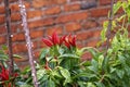 Bunch of small red chillies grown outdoors against an old brick wall Royalty Free Stock Photo