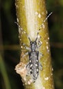Small poplar borer (Saperda populnea) Royalty Free Stock Photo