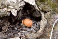 Small poplar mushrooms at the base of a rotten poplar.