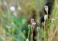 Small poppy seed head Royalty Free Stock Photo