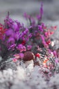 A small porcini mushroom BolÃÂ©tus edÃÂºlis against the background of reindeer moss, cranberries and purple heather. Royalty Free Stock Photo