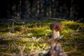 Small porcini mushroom grow in moss forest Royalty Free Stock Photo