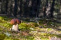 Small porcini mushroom grow in moss wood