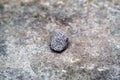 Small Porous Stone on Rough Gray Concrete Surface Royalty Free Stock Photo